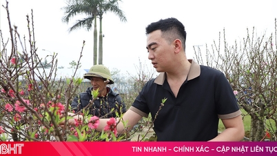 O mercado de plantas ornamentais do Tet em Ha Tinh: Diversas variedades e faixas de preço.