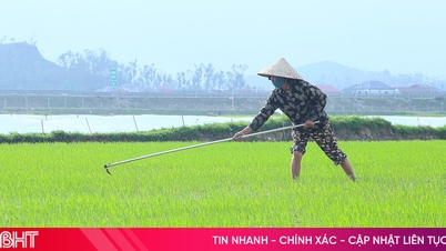 Stay close to the fields to tend the rice crops and prevent pests and diseases early.