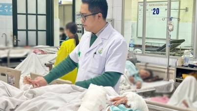Tet چھٹی کے دوران ریبیز کے خطرے اور عوامی تحفظ کے بارے میں انتباہ۔
