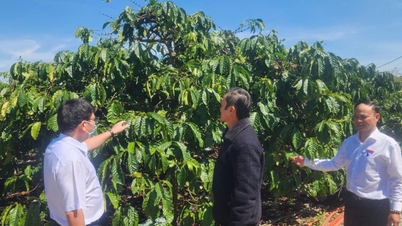 Lam Dong: Mejorar la calidad de las actividades crediticias a través de las cooperativas.
