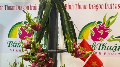 Драконів фрукт від Lam Dong буде представлений на виставці Fruit Logistica 2026 у Німеччині.