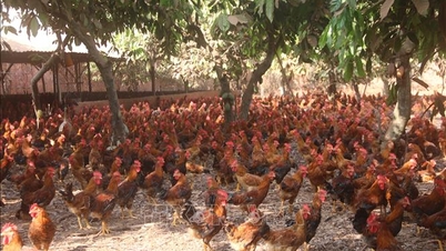 Kota Ho Chi Minh: Menjelang Tết, harga ayam kampung turun, dan konsumsi melambat.