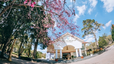 O céu do campus universitário está tingido de rosa pelas flores de cerejeira.