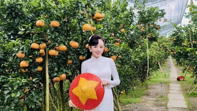Tourists have already placed orders for tens of tons of Lai Vung pink tangerines.