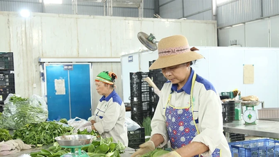 Cooperativas agrícolas se adaptam ao desenvolvimento.