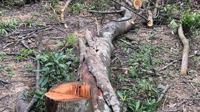 La Unidad de Protección Forestal intercomunal de Luc Nam se ocupa del caso de deforestación.