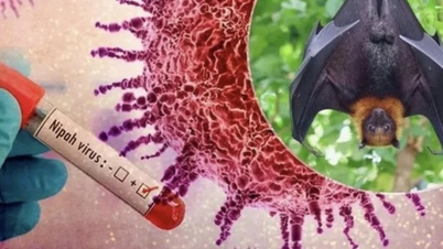 De provincie Lam Dong neemt proactief maatregelen om de uitbraak van het Nipah-virus tijdens het Chinees Nieuwjaar (Jaar van het Paard) 2026 te voorkomen en te beheersen.