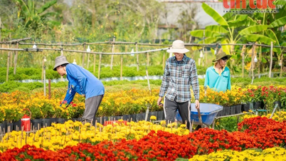 Le village fleuri de Sa Dec explose de couleurs printanières, les jardiniers s'affairent aux préparatifs du Têt.