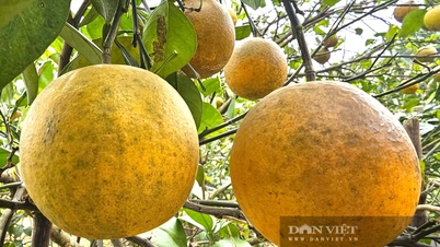 Wir begleiten die Obstbauern bei der „Zählung der Früchte und der Preisberechnung“ während der Tet-Orangensaison.