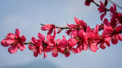 פסטיבל פריחת האפרסק בלנג סון: יעד אביב חדש לתיירים בשנת 2026.