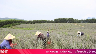 Tujuh belas komune di provinsi Ha Tinh telah mendaftar untuk menanam lebih dari 653 hektar nanas di bawah program kolaborasi.