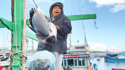 Para nelayan meraih keuntungan besar dengan menangkap tuna beberapa hari menjelang Tet (Tahun Baru Imlek).
