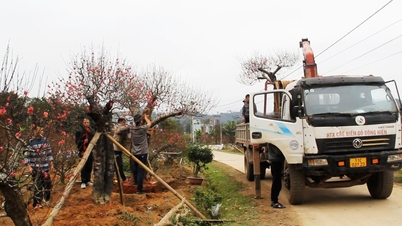 Grădinarii se pregătesc pentru Tet (Anul Nou Lunar) - Ziarul online Cao Bang