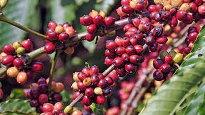 Kaffepriserna idag, 7 februari: Faller kraftigt på grund av gott utbud.