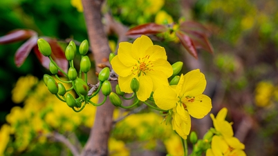 Admire cientos de valiosos árboles de albaricoque amarillo Yên Tử con un valor de miles de millones de VND en Quang Ninh.