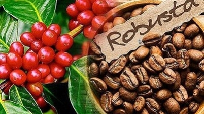 חדשות החקלאות של היום (7 בפברואר): מחירי יצוא הקפה והאורז זינקו בחדות.