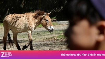 台湾動物園は、かつて絶滅した馬の種に午年を賭けている。