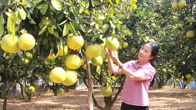 Søt og velduftende pomelo fra Van Don