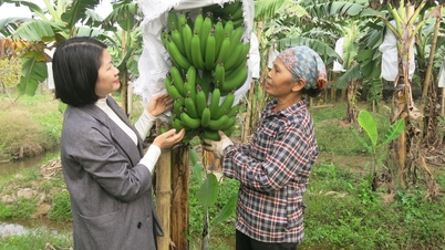 Daerah penghasil pisang di Hai Phong yang khusus membudidayakan pisang untuk Tết (Tahun Baru Imlek) sedang mengalami panen melimpah dan harga yang bagus.