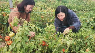 "Una carrera contra el tiempo" para la temporada de cosechas de invierno-primavera.