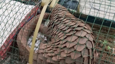 Da Nang : Deux pangolins rares relâchés dans leur habitat naturel.