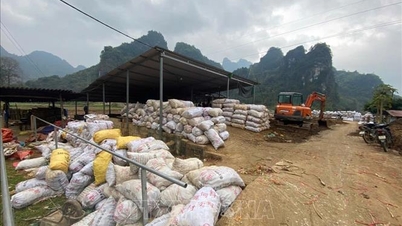 Pelajaran tentang produksi berkelanjutan dari panen jahe yang memecahkan rekor.