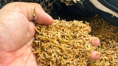 Cảnh báo giống lúa giả, kém chất lượng