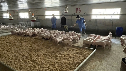 Gia Lai: Harga daging babi meroket, peternak babi gembira.