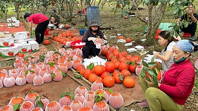 Many types of "royal tribute products" are being transformed into luxurious Tet gifts, attracting customers.