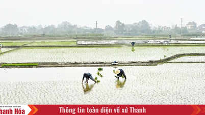 Petani sedang giat menanam tanaman musim bunga.