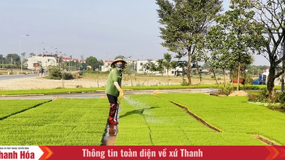 Expanding the use of tray seedling and transplanting machines in cooperatives.