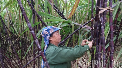 La temporada de la caña de azúcar morada en Muong Bi