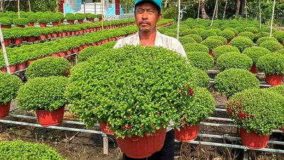 Eficacitatea modelului de cultivare a florilor Tet combinată cu cultivarea legumelor.