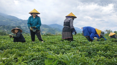 Púng Luông cultiva com sucesso Angelica sinensis.