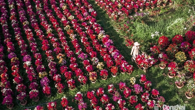 Photographe Nguyen Bao : Le printemps arrive, et nos cœurs s’éveillent.