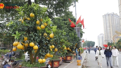 Hanoi: Los árboles de pomelo ornamentales cuyo precio se cifra en decenas de millones de dongs tienen una gran demanda.