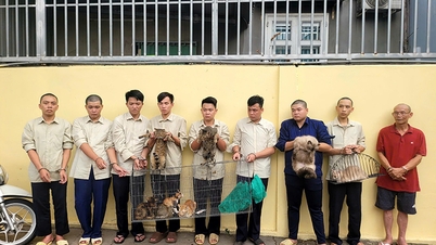 Hô Chi Minh-Ville : Les autorités démantèlent un vaste réseau de vol de chats.