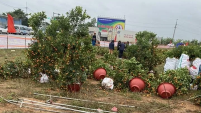 Nord du Vietnam : Un temps froid et pluvieux généralisé entraîne des pertes pour les vendeurs de fleurs et de plantes ornementales pendant le Têt.