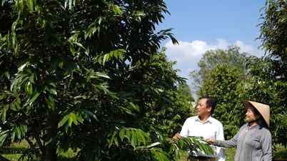 Da Teh 2 effectively transforms its crop structure.