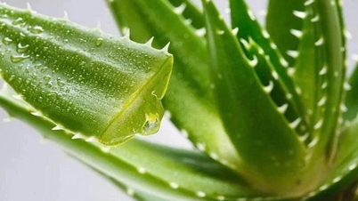Des composés présents dans l'aloe vera offrent un espoir pour le traitement de la maladie d'Alzheimer.