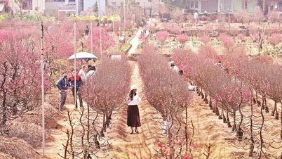 Los pueblos de las flores se llenan de actividad a medida que se acerca el Tet.