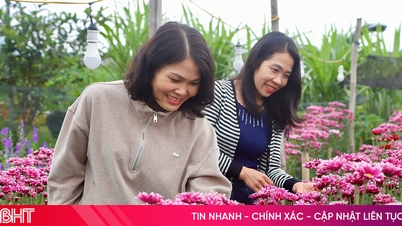 Ngắm vườn hoa Tết ở xã miền núi Hương Sơn