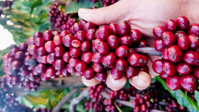 Le prix du poivre a baissé de 2 000 VND supplémentaires, et celui du café est tombé sous la barre des 95 000 VND/kg.