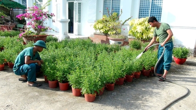El Comando Militar de la comuna de O Lam plantó 3.000 plantas de caléndula para abastecer el mercado del Tet.