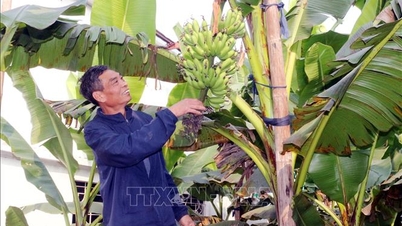ម្ហូបពិសេស "ចេកអធិរាជ" កម្រមានណាស់ក្នុងឱកាសបុណ្យតេត (បុណ្យចូលឆ្នាំចិន)។