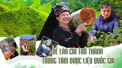 ដើម្បីធ្វើឱ្យ Lao Cai ក្លាយជាមជ្ឈមណ្ឌលជាតិសម្រាប់ឱសថបុរាណ។