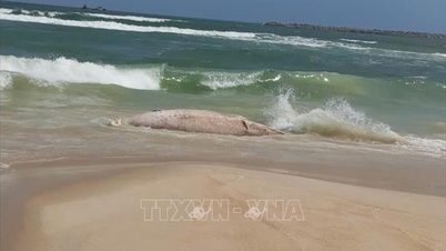 Κουάνγκ Τρι: Ανάπτυξη σχεδίου για τον χειρισμό του κουφαριού φάλαινας που ξεβράστηκε στην ακτή.
