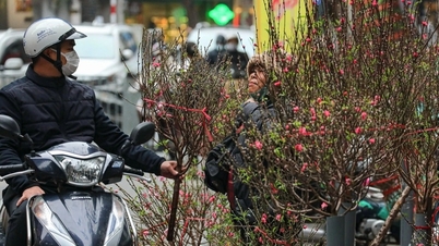Prisene på ferskenblomster til Tet har falt kraftig, men det er fortsatt få kunder, noe som setter selgerne i en prekær situasjon.