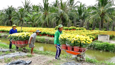 テト（旧正月）用の花や観賞用植物が庭園から市場まで賑わっています。