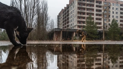 Os cães expostos à radiação em Chernobyl estão evoluindo?